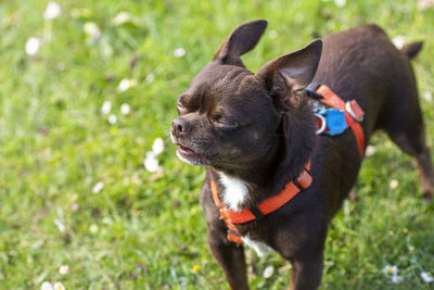 Chocolate-colored chihuahua dog with white spot and red harness