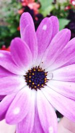 Close-up of pink flower