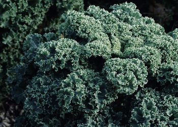 Full frame shot of plants