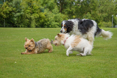 Archie, billy and bertie chasing the after the same ball, pure carnage