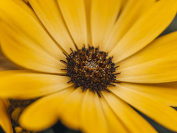 Close-up of yellow flower