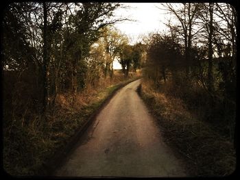 Road passing through forest