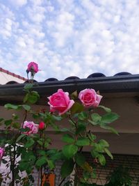 Close-up of pink roses against sky