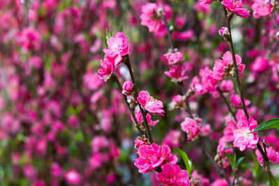 Close-up of pink flowers
