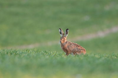 An european hare up close