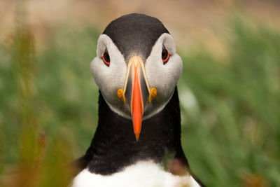 Close-up of bird puffin