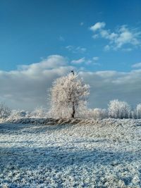 Snow covered land and trees against sky