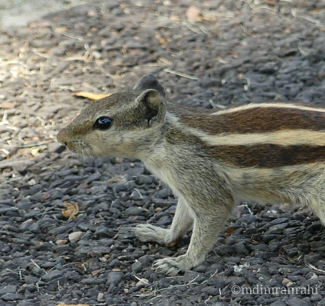 CLOSE-UP OF SQUIRREL ON ROCK