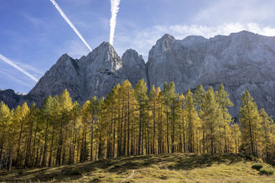 Panoramic view of trees and mountains against sky