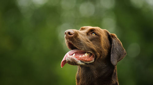 Close-up of a dog looking away