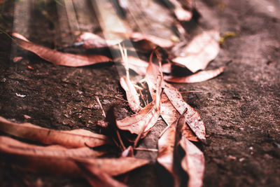 Close-up of dried leaves on wood
