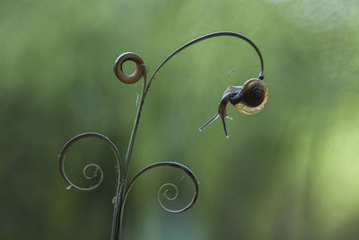 Snail on beautiful place