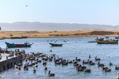 Ducks in lake against clear sky