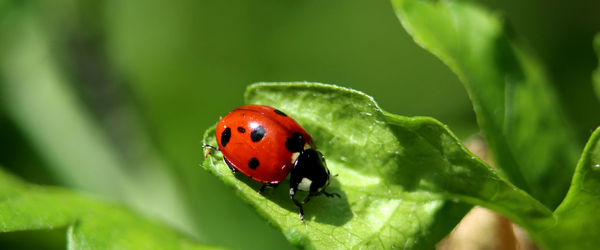 Close-up of ladybug on leaf