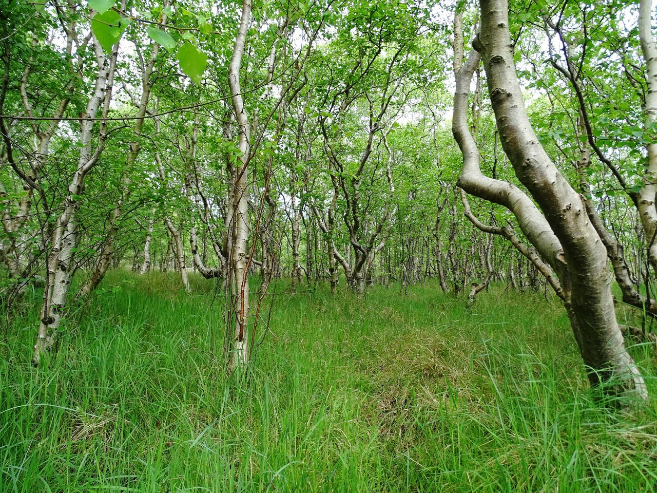 tree, tree trunk, growth, green color, tranquility, grass, tranquil scene, nature, branch, beauty in nature, forest, scenics, landscape, woodland, green, lush foliage, field, plant, grassy, day