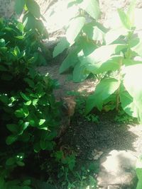 High angle view of lizard on plant