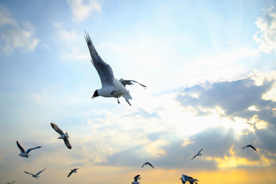 Low angle view of seagulls flying