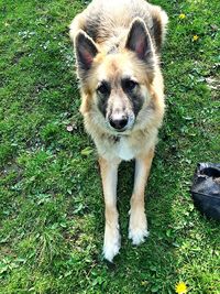 Dog standing on grassy field