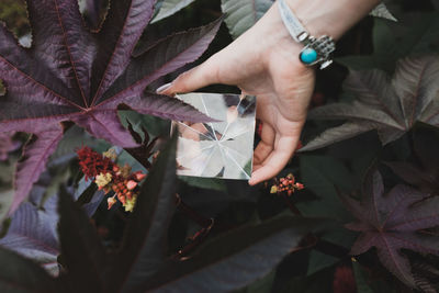 Cropped hands of woman holding prism against flowering plant