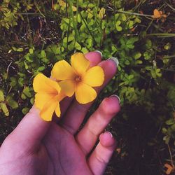 Close-up of hand holding flower