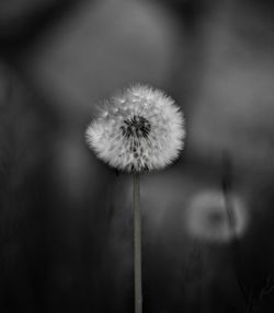 Close-up of dandelion against blurred background