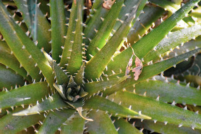 Close-up of succulent plant