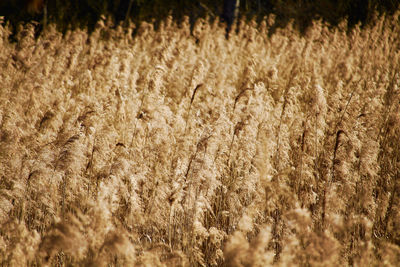 Full frame shot of stalks in field