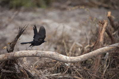 High angle view of bird on fallen tree