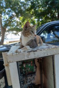 View of a cat sitting on wood