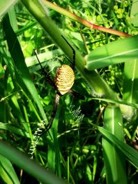 Close-up of insect on plant