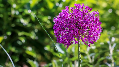 Close-up of purple flowering plant