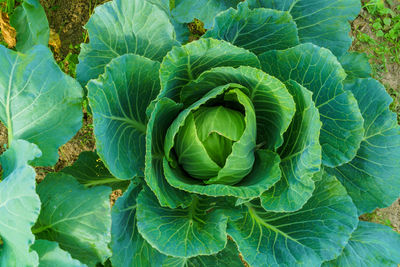 Full frame shot of green leaves