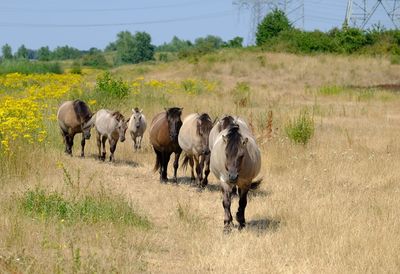 Horses on field