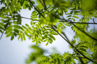 Beautiful rowan tree branches with leaves during spring season.