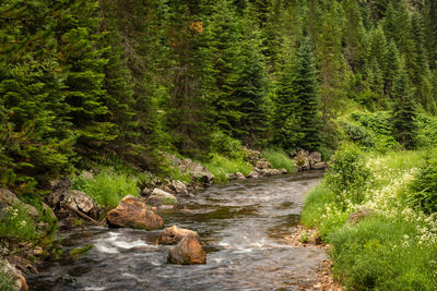 Stream flowing through rocks in forest