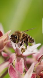 Close-up of bee on flower