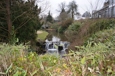 Scenic view of stream surrounded by trees