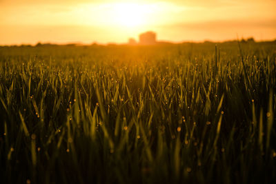 Close-up of wheat field against sky at sunset