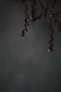 Close-up of pink flower buds on branch