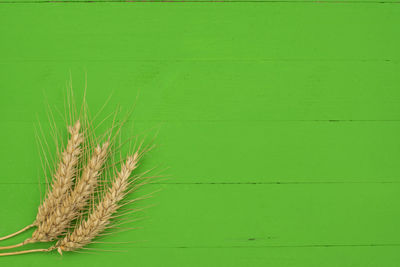 Close-up of wheat growing on green wall