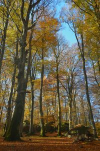 Trees in forest