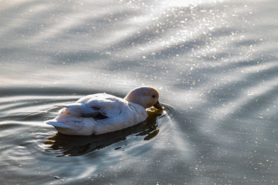 High angle view of swan in lake