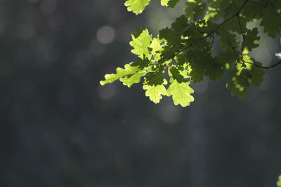 Low angle view of plant growing outdoors