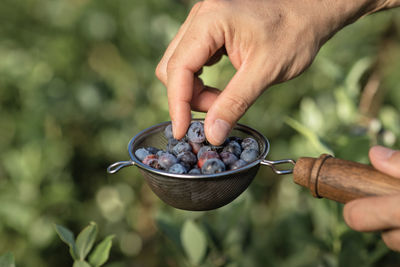 Close-up of hand holding fruit