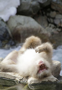 Japanese macaque in a wildlife reserve near nagano, japan