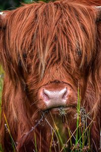 Highland cattle portrait