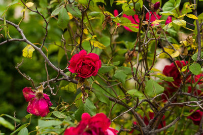 Close-up of red rose on plant