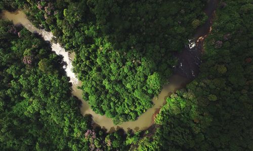 High angle view of trees in forest
