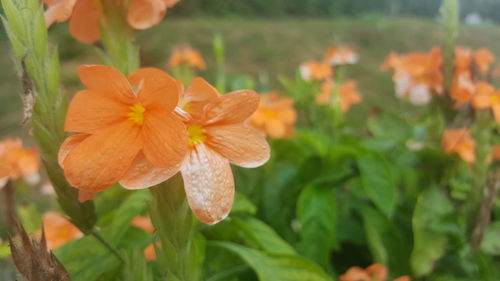 Close-up of orange flowers blooming outdoors