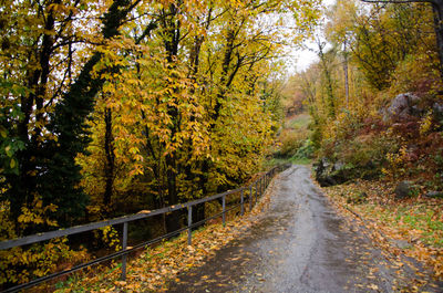 Road passing through forest